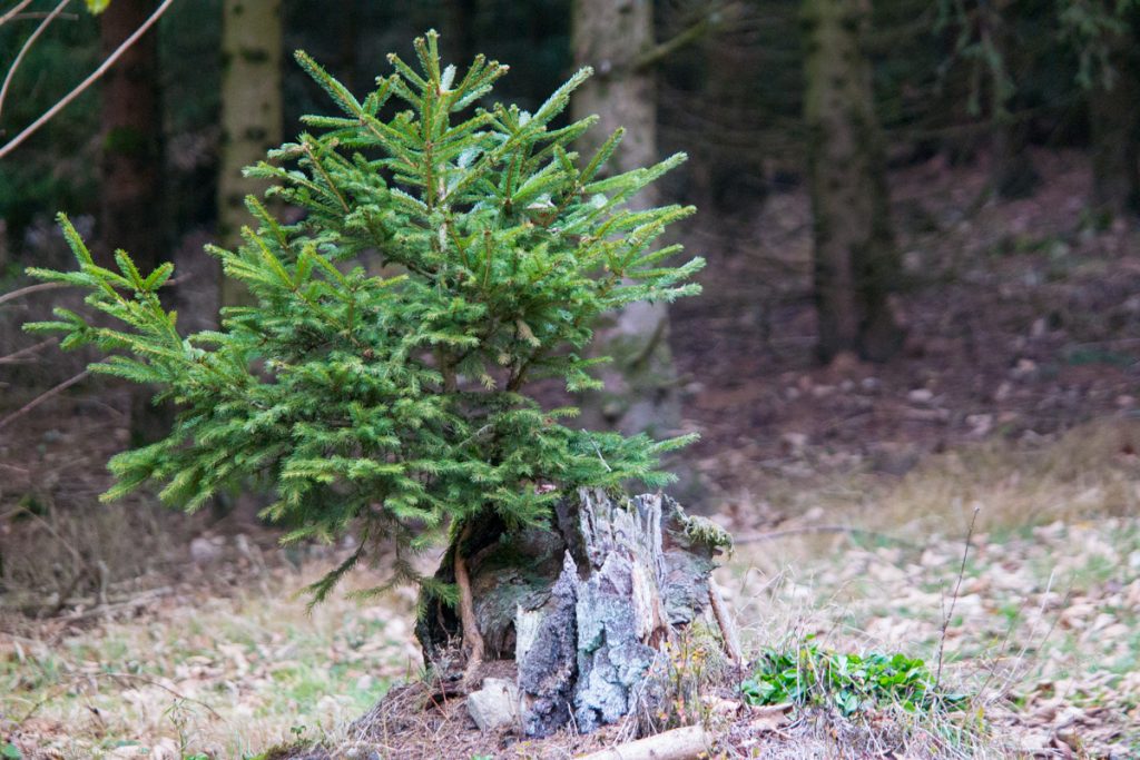 Small tree growing out of a stump