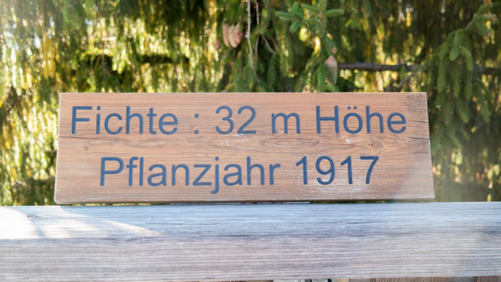 Sign saying 32m height, planted in 1917