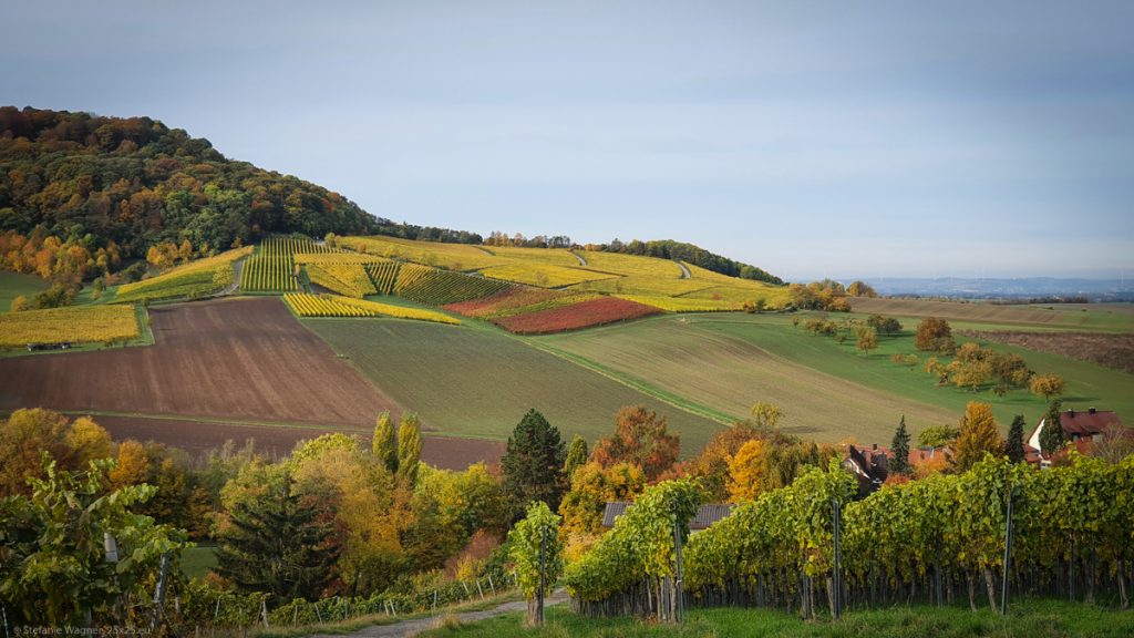 View across vineyards, especially with a lot of colors (yellow, red)