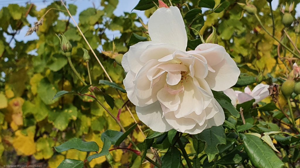 White rose in the foreground, vine in the background