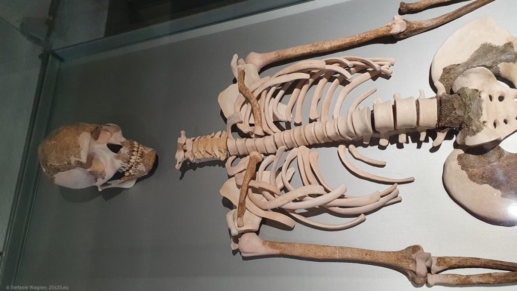 Skeleton with light reconstructed bones and darker original bones