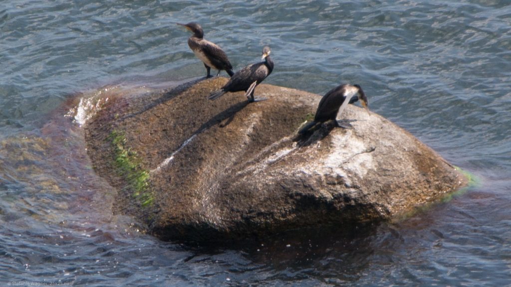 Black/white birds on a stone in the sea