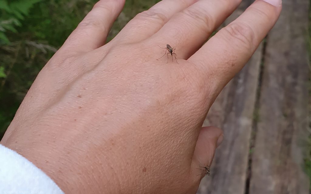 Hand with two mosquitos on it