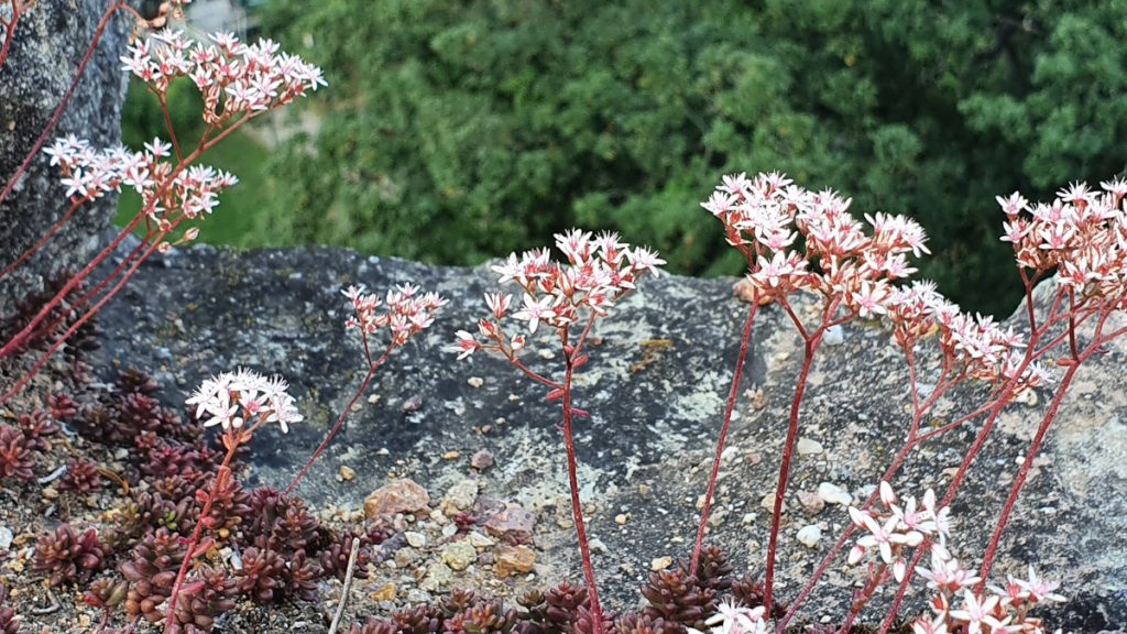 Small pink flowers with long vein on the top of a wall