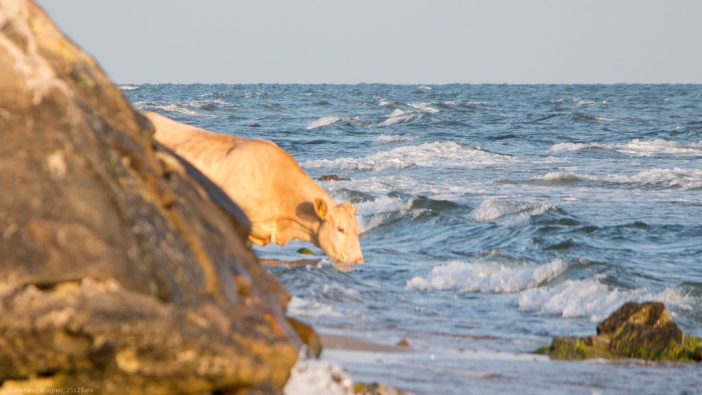 White cow having its snout in the water while small waves are coming