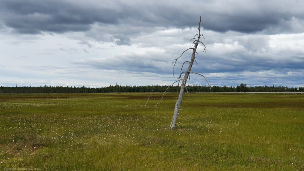 One dead, right-slanted, gray tree with almost no branches in the mire
