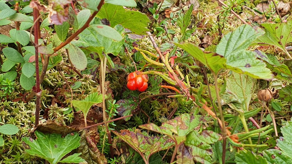 A red berry formed out of several smaller balls, hanging between green leaves