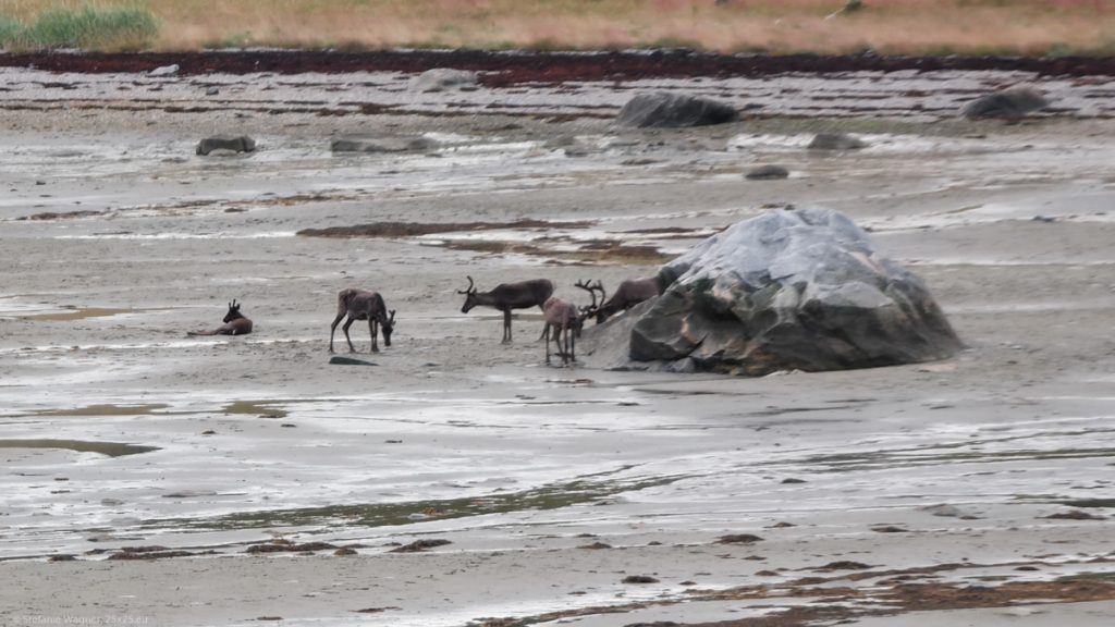 5 reindeer at the shore at low tide, one lying, 4 standing, 2 eating something from the ground