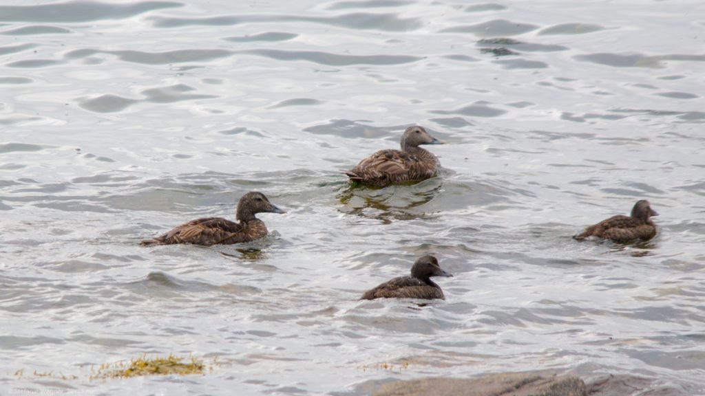 Four brown ducklike birds swimming in the water from the left to the right