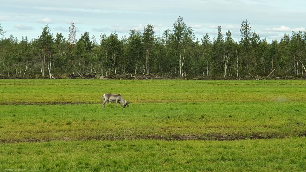 Reindeer on a meadow, trees in the background