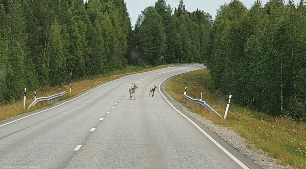 Reindeer mother with kid on the street, running away from the car