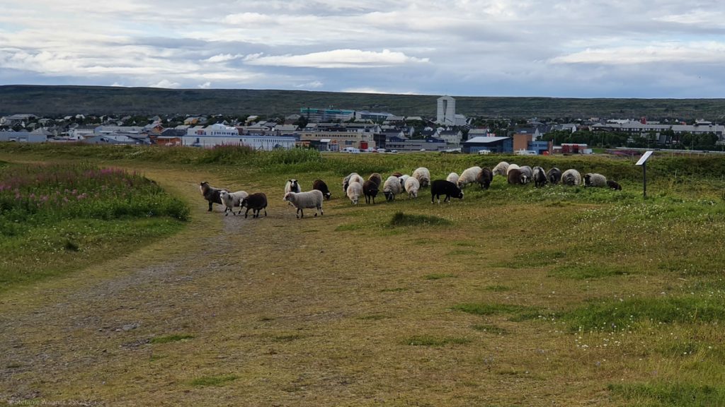 A flock of white and brown sheep on the gras and the footpath, in the background the city on the other side of the water