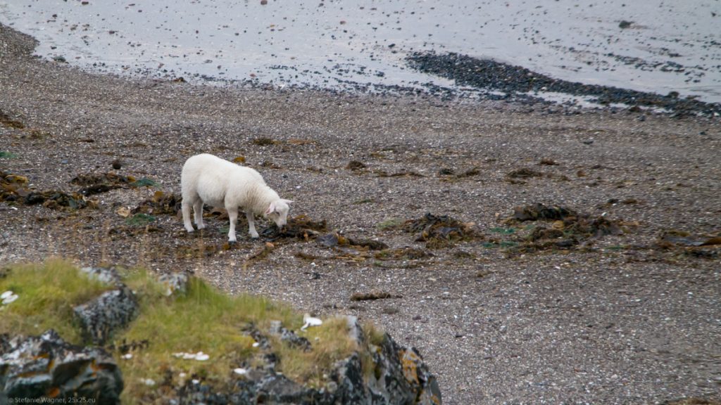 One lamb standing on a stony beach next to the water, eating algea