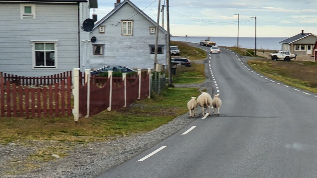 3 sheep seen from the back, adult sheep in the middle, one lamb to each side, walking down the street, 2 gray wooden houses to the left; the picture is slightly blurred