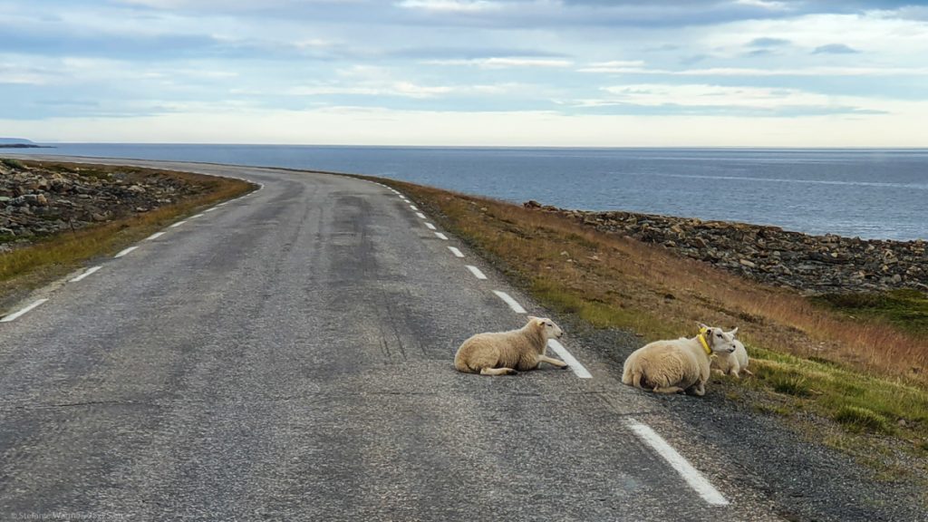3 white sheep, 2 of them lying right next to the street on the right side, one of them lying on the street