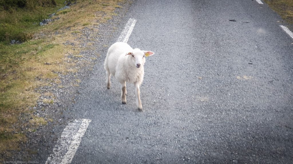 Lamb running on the street (picture taken out of my car, so it would be directly in front of the car)