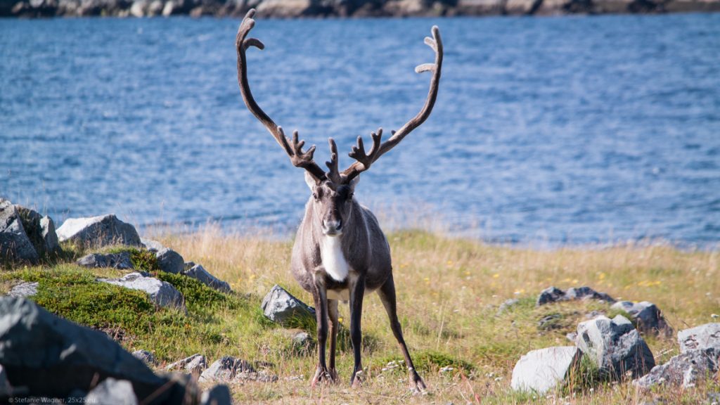 Reindeer looking into the camera, in the background the ocean