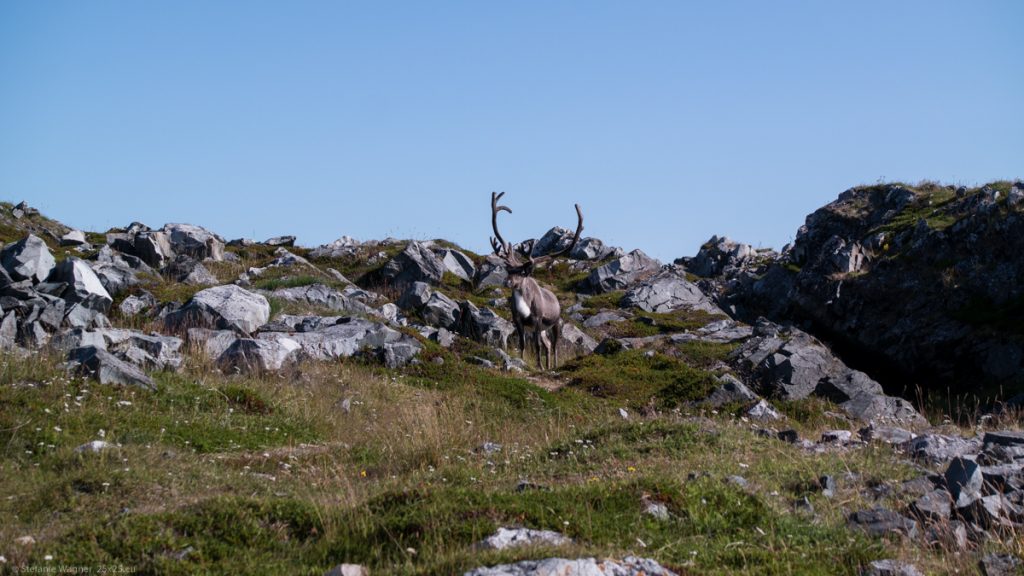 Reindeer in between rocks and grass, the antler is almost as high as the animal itself.