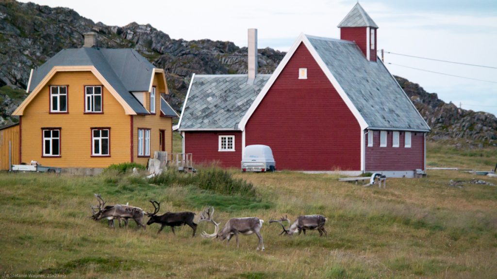 Yellow and red wooden houses in the background, 4 reindeer standing in front of them, eating gras